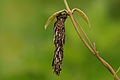 * Nomination Bagworm moth larvae with the bag --Vengolis 02:58, 22 August 2015 (UTC) * Promotion Good quality. --Johann Jaritz 03:13, 22 August 2015 (UTC)