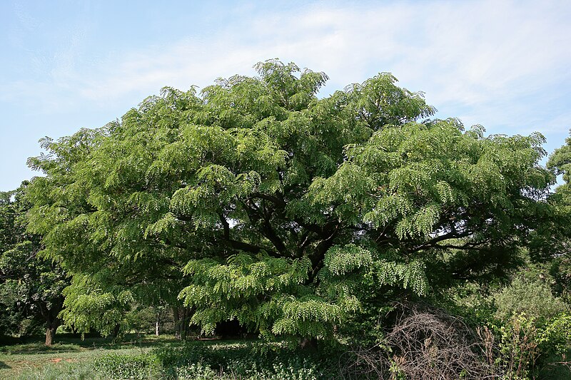 File:Pterocarpus angolensis 20D 2998.jpg