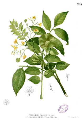 <i>Pterocarpus indicus</i> Species of legume