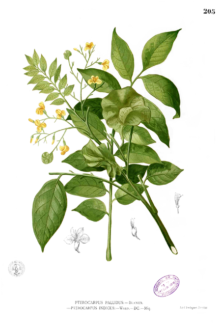 ไฟล์:Pterocarpus_indicus_Blanco1.205.png