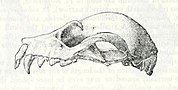 Miniatura para Pteropus anetianus
