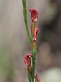 Pterostylis amabilis