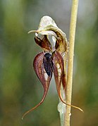 Pterostylis lingua