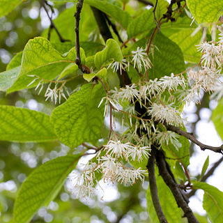 <i>Pterostyrax psilophyllus</i> Species of flowering plant