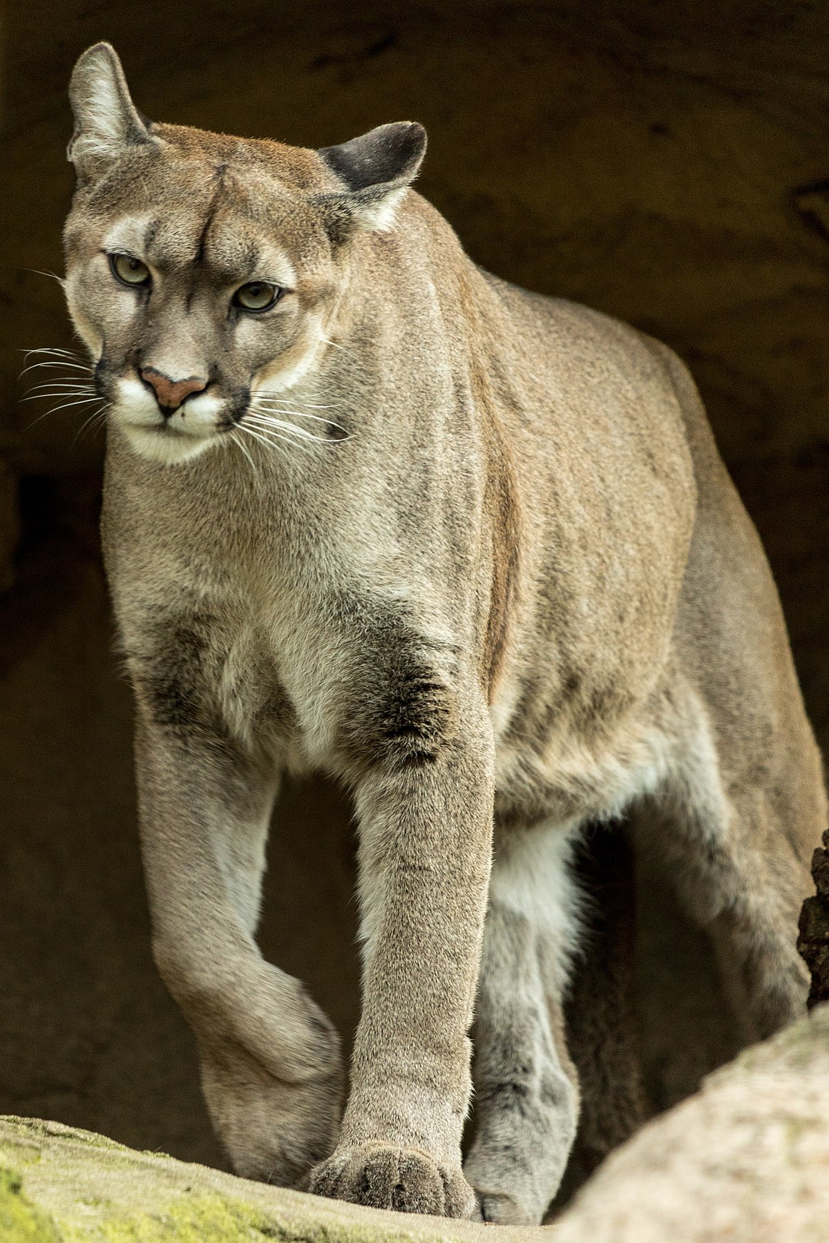Puma concolor - Wikipedia, la enciclopedia libre