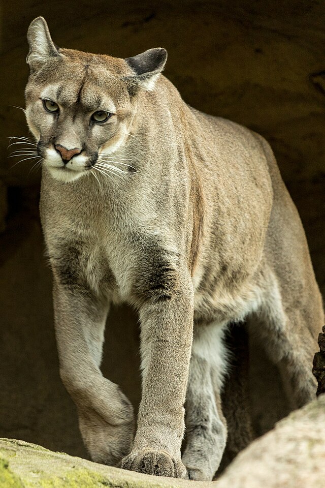 Perdido Compasión Invalidez Puma concolor - Wikipedia, la enciclopedia libre