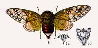 <i>Pycna semiclara</i> Species of true bug