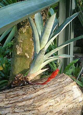 <i>Quesnelia lateralis</i> Species of flowering plant