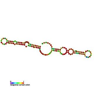 <span class="mw-page-title-main">Small nucleolar RNA SNORA42</span>