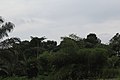 Rain forest close to Diosso - Pointe-Noire (Republic of Congo).jpg