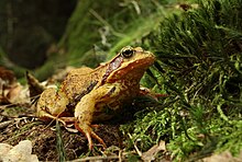 La rana montana (Rana temporaria), o rana alpina, è tra gli anfibi più comuni dei boschi di conifere.