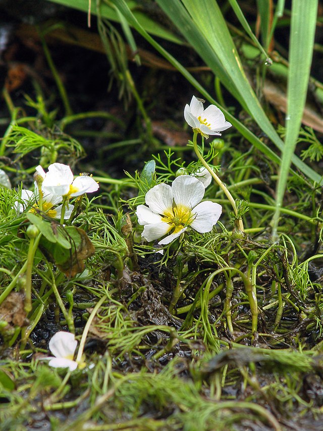 Ranunculus graminifolia