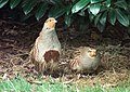 En Badderiesel (Perdix perdix)