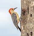 * Nomination Red-bellied woodpecker in Palm Beach, Florida --Rhododendrites 04:15, 6 January 2023 (UTC) * Promotion  Support Good quality. --Rjcastillo 04:22, 6 January 2023 (UTC)