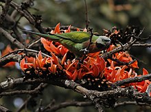 Female, Bangladesh Red-breasted Parakeet Md Sharif Hossain Sourav.jpg