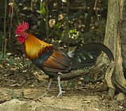 The red junglefowl of Southeast Asia was domesticated, apparently for cockfighting, some 7,000 years ago. Red Junglefowl (male) - Thailand.jpg