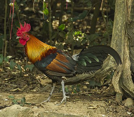 The red junglefowl of Southeast Asia was domesticated, apparently for cockfighting, some 7,000 years ago.
