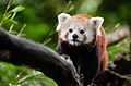 Red Panda (20679736044).jpg