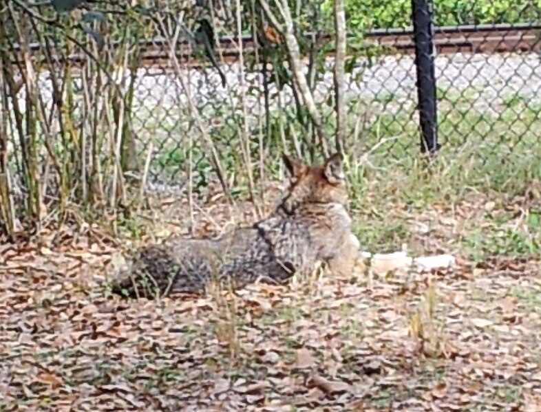 File:Red wolf (Canis lupus rufus) at Jacksonville Zoo.jpg