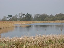 Cladium reed beds at Redgrave and Lopham Fen typical of D. plantarius habitat Redgrave and South Lopham Fen.jpg