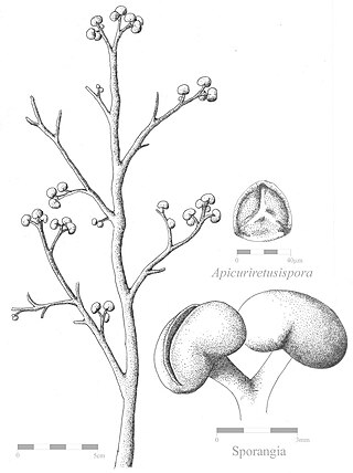 <i>Renalia</i> Extinct genus of vascular plants