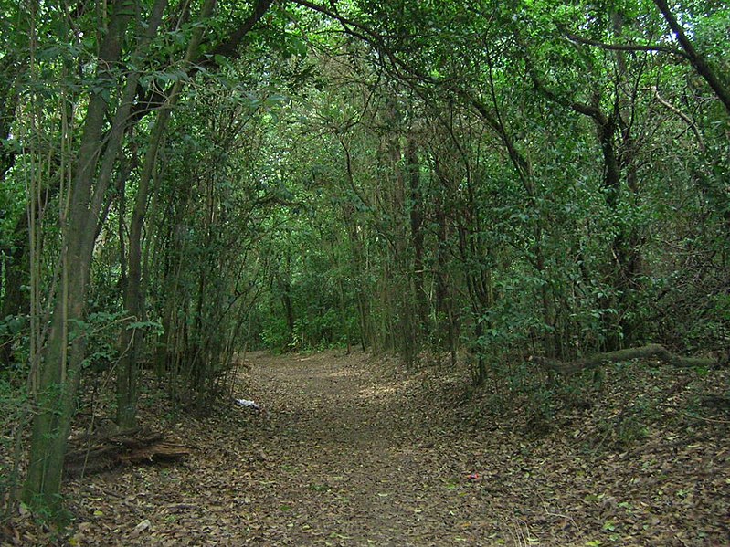 File:ReservaMunicipalSantaCatalina01.jpg