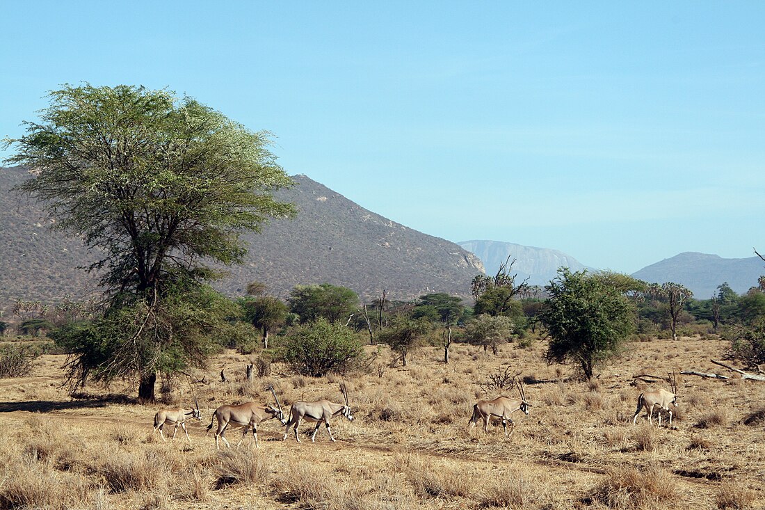 Riserva nazionale Samburu