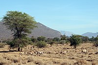 Reservera samburu paysage.jpg