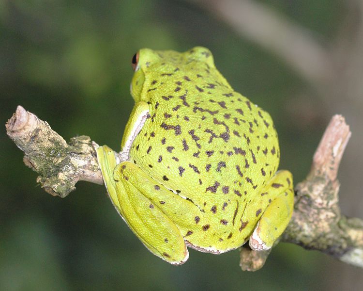 File:Rhacophorus arboreus 05s.JPG