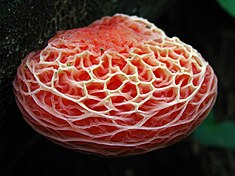 поверхня шапинки Rhodotus palmatus