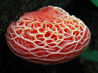 <i>Rhodotus</i> Genus of fungus in the family Physalacriaceae with a single species Rhodotus palmatus with a circumboreal distribution