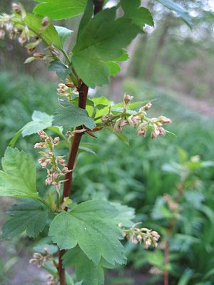 Ribes maximowiczianum (Flower).jpg