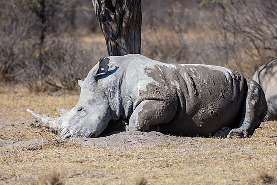 White rhinoceros (Ceratotherium simum), Khama Rhino Sanctuary