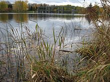 Riparian restoration along n. bank of Speed, Guelph, Oct. 2008 Riparian restoration, Speed River.jpg