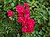 Rosa 'Blumenteppich Scarlet' 2a.jpg