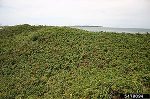 Rosa Rugosa