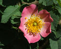 Rosa villosa