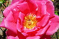 Rose-0287.jpg