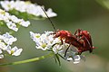 ... Rhagonycha fulva