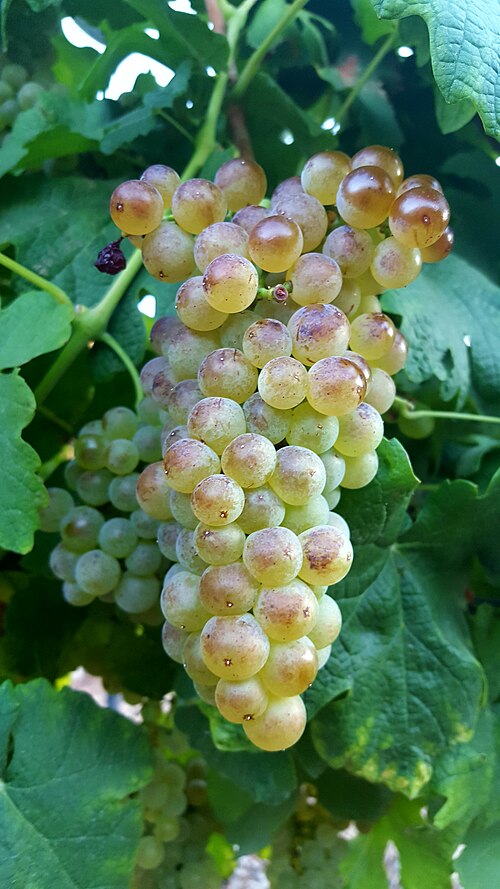 Roussanne grapes