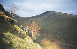 Rowan auf Sron an Isean. - geograph.org.uk - 64342.jpg