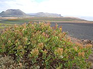 Rumex lunaria devant le monte Corona.jpg