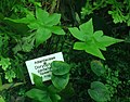 Doryopteris pedata - Botanischer Garten Leipzig