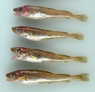 <span class="mw-page-title-main">Saffron cod</span> Species of fish