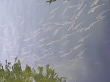 Salmon travel up the creek during spawning season to lay their eggs.