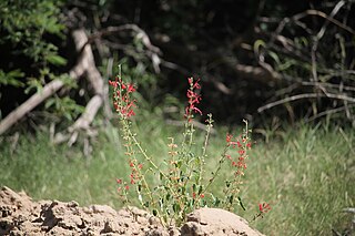 <i>Salvia exserta</i> Species of herb