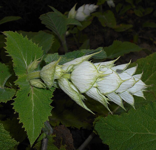 File:Salvia sclarea 2015-06-16 402.JPG