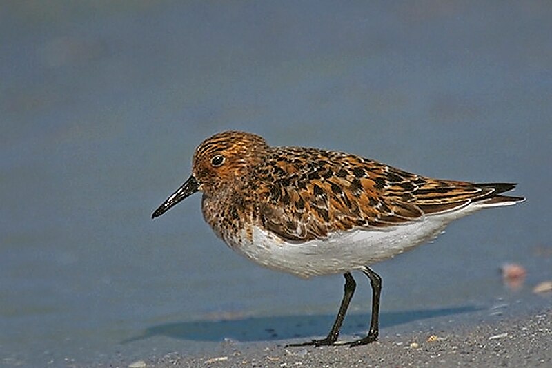 File:Sanderling In Mating Plumage.jpg