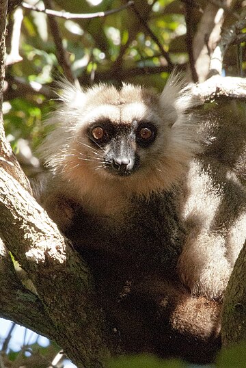 Lèmur bru de Sanford