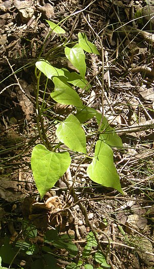 Sarcopetalum harveyanum seedling.jpg
